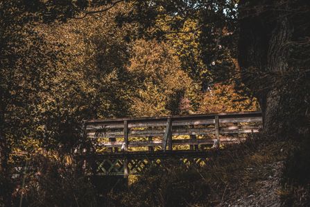 Herbstliche Brücke Tobias Jäger